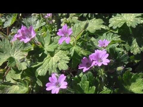Geranio de los caminos: Geranium molle