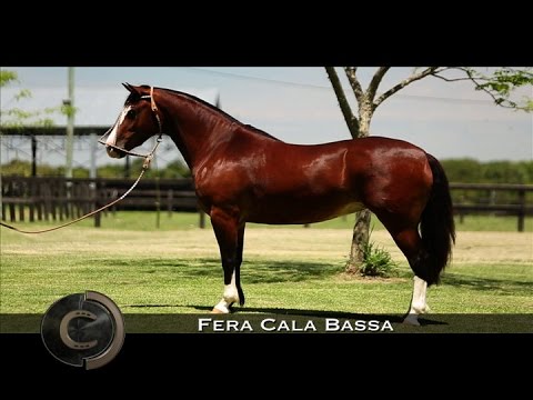 Fera Cala Bassa: a estrela da vez!