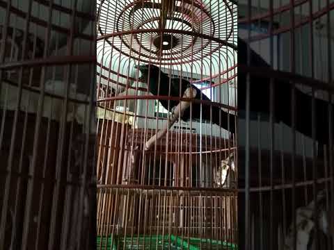 Tuwu Gacor Suaranya Sangat Istimewa.