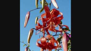 Tiger Lillies - Arthur