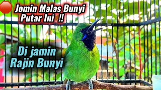 Download lagu Cucak ijo mini 💯 Pancingan paling cepat jomin bahan agar rajin bunyi 💯gacor mp3 Download lagu Cucak ijo mini 💯 Pancingan paling cepat jomin bahan agar rajin bunyi 💯gacor mp3