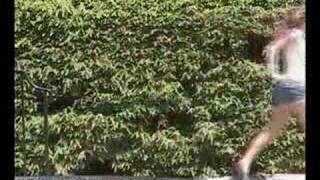 The Summer Obsession - Melt the Sugar