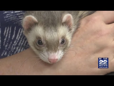 Small animals up for adoption make perfect pets for children