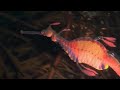 The weedy sea dragon - Oceans - BBC 