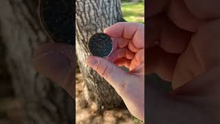 Download lagu Textured worry coin from Shire Post Mint #edc #edclifestyle #everydaycarry #coin #coppercoin mp3