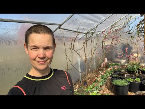 Mitt tunnelväxthus i april - Live dag 2 april 2019