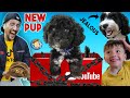 NEW PUPPY Surprise!  YOUTUBE Sent Us This BOX!! (FV Family Surprise Oreo's Brother Vlog)