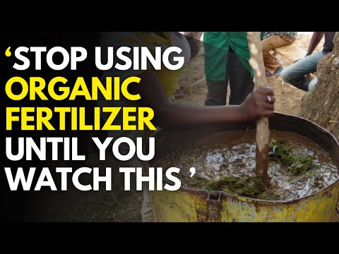 Facts of Hass Avocado Market Kenyan chapter