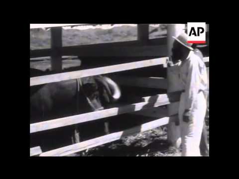 MOUNT HAGEN TURNS ON DISPLAY OF PROGRESS   - SOUND