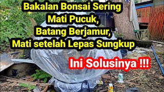 Download lagu BAKALAN BONSAI SERING MATI TUNAS, SERING MATI SETELAH BUKA SUNGKUP ? INI SOLUSINYA..@apesyam bonsai mp3