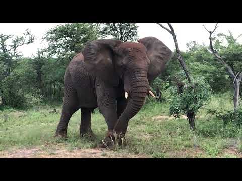 [CURIOSIDADES] Elefante Africano - MAIOR ANIMAL TERRESTRE VIVO