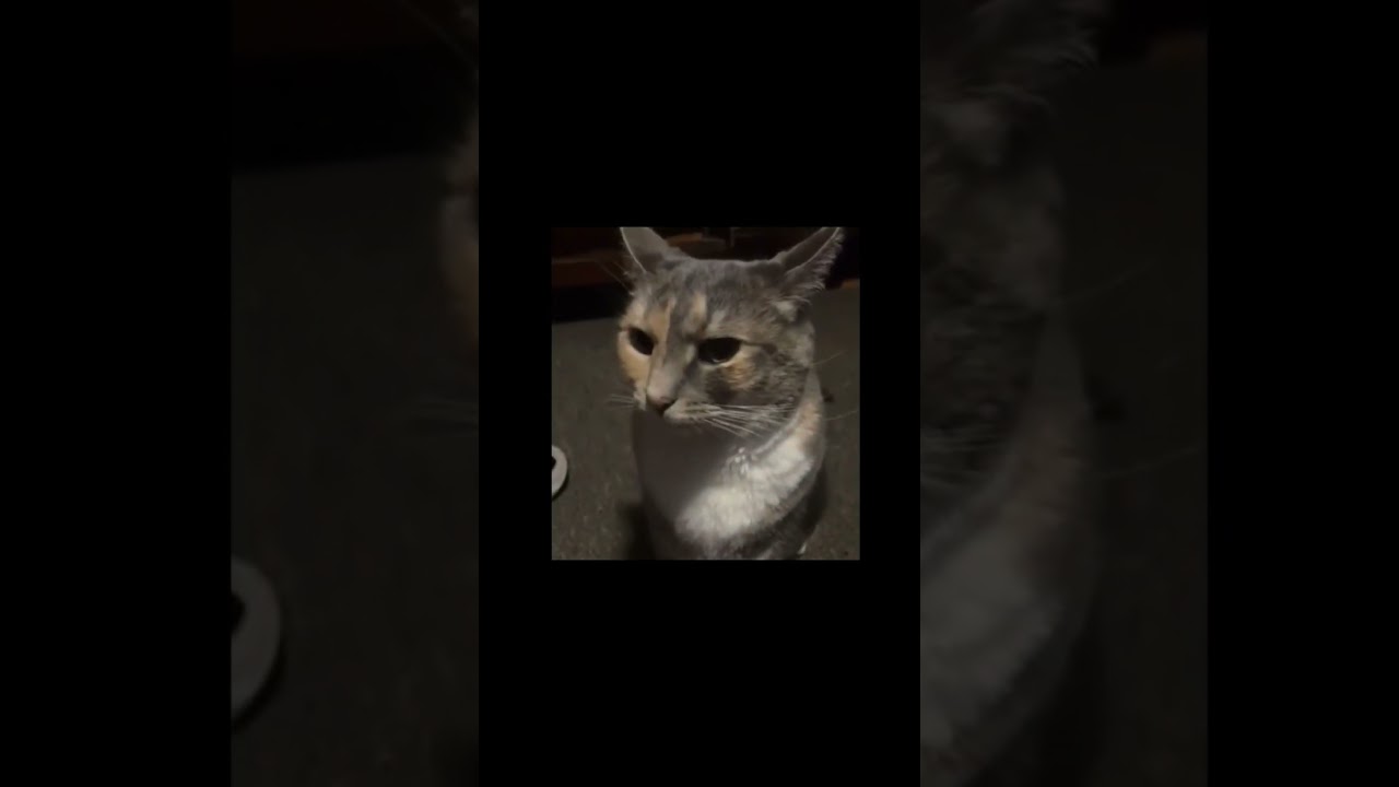 Cat stare meme template
