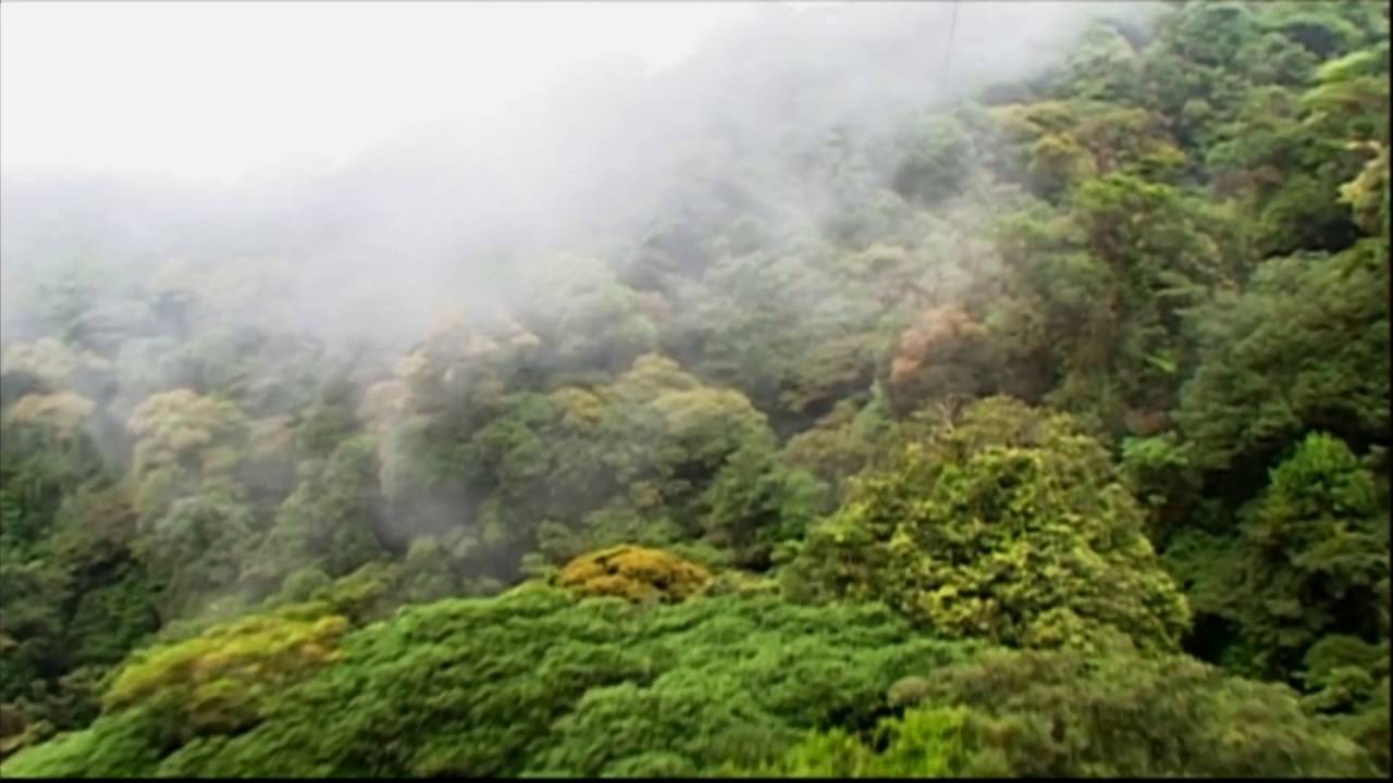 Costa Rica: Regenwald Pflanzen Zipline (0:46)