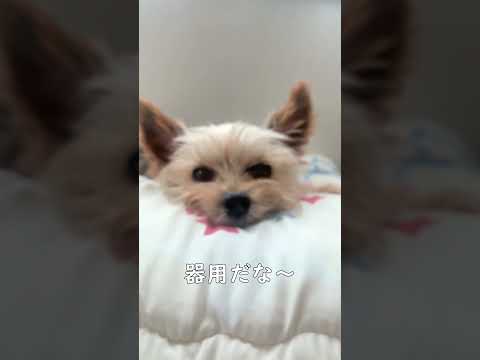 ヨーキープーまたはヨーキプー