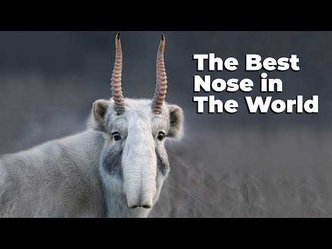 , title : 'SAIGA ANTELOPE ─ Best Nose in The World'