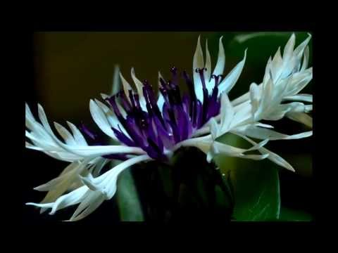 Centaurea Montana Purple Heart flower blooming timelapse