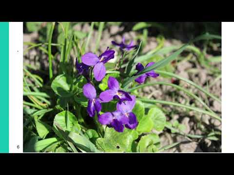 Jedlé květy (Jarmila Neugebauerová, Mendelu)