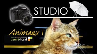 preview picture of video 'Studio Carrélight : Photos en Studio - Essais - Animaux - Chien Husky - Chats - Karine Leroy'