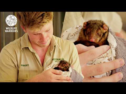 Robert Irwin on the Importance of Protecting our Baby Wildlife