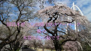 木曽川堤・国営木曽三川公園 138タワーパーク・大野極楽寺公園の桜です。