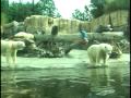 Polar Bear Attack