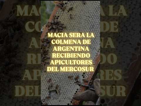 Macia (Entre Rios) reúne apicultores de Argentina y el Mercosur 🐝🍯 Catas de todo tipo de miel