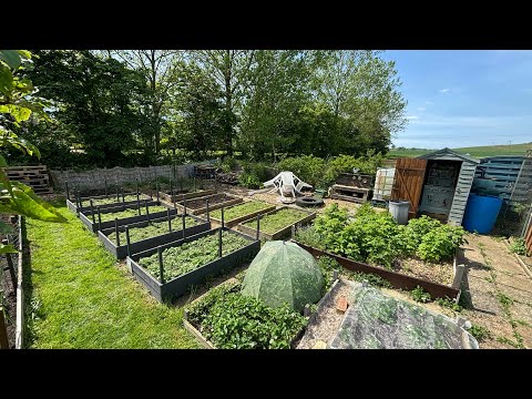 Maris Piper main crop potatoes planted at our allotment