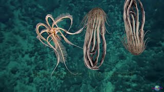 Antarctic Strawberry Feather Star: The Creepy-Looking Deep-Sea Creature That's Like a Dancing Flower