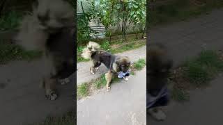 Miniaturka - Pies Złodziej 😂 #shorts