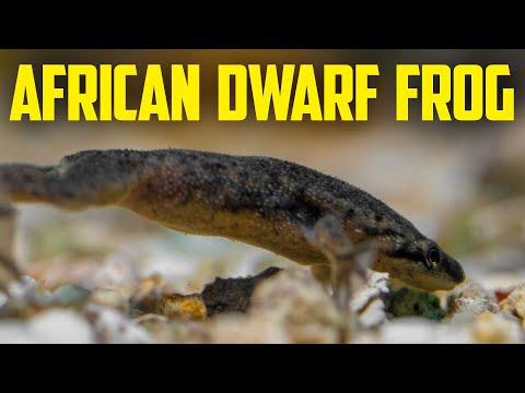 African Dwarf Frog Care Guide - Fun Aquarium Pet That Kids Love!