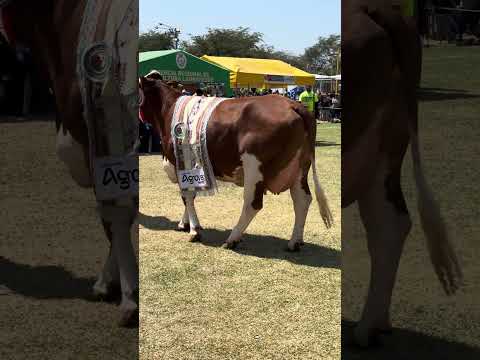 GANADERIA Berrios FONGAL LAMBAYEQUE CHICLAYO Perú #arribalaganaderiaperuana