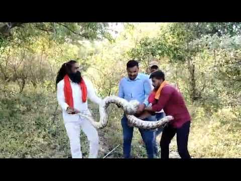 Indian Rock python relase by under forest officers...