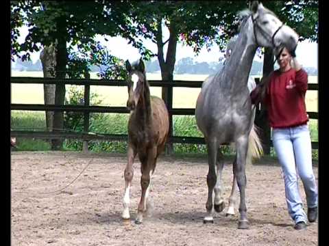 Stutfohlen von Connor - Larimar - Cassini I - Fohlenbrennen 2013