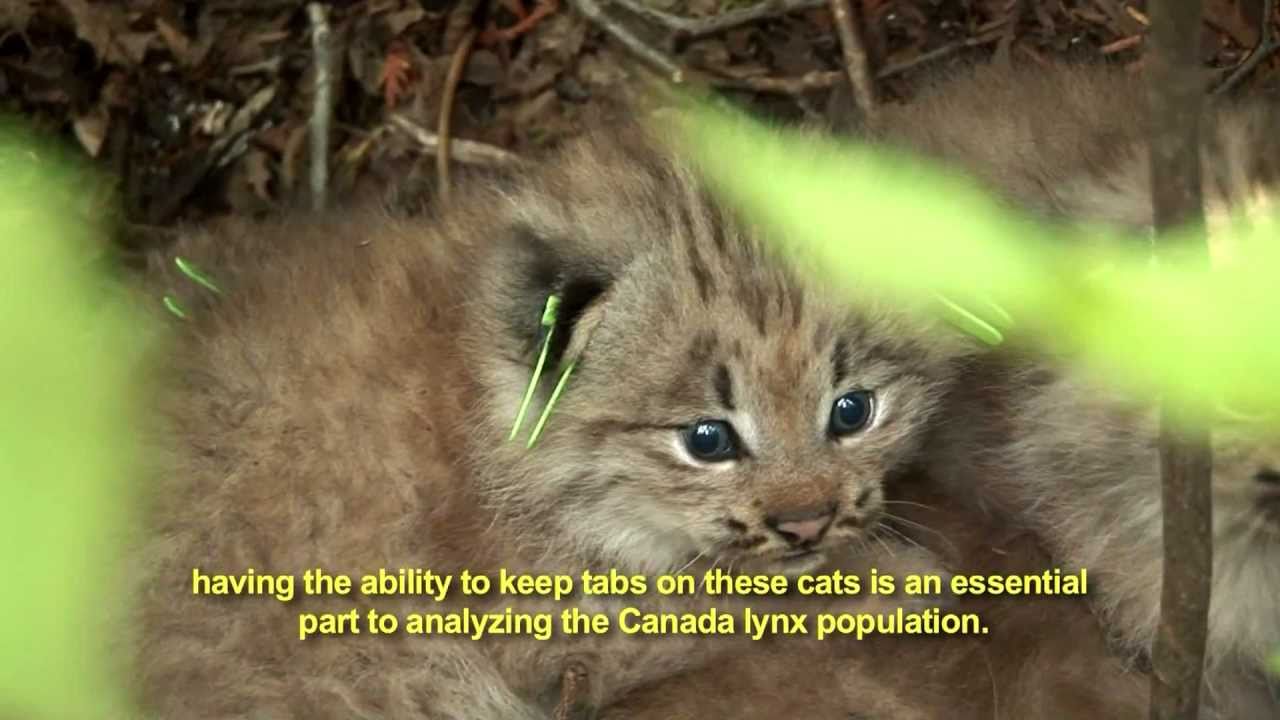 The Canada Lynx Study