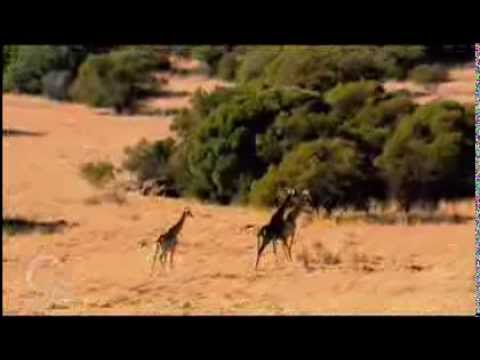 Przygody Wróżek - Jelonka, wróżka zwierzęca. Oglądaj w Disney Junior!