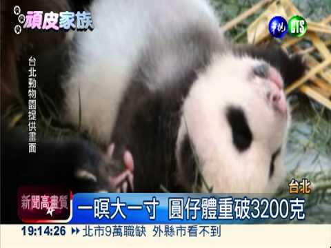 圓仔萬人迷! 百變睡姿萌翻了