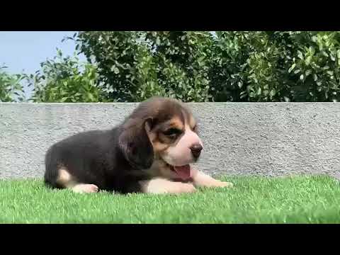 Dog begal available in Mumbai 7208458304