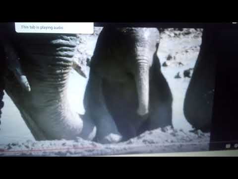 Animal story 2 part 17 Battle with vacuum car chase