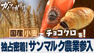 チョコクロを国産小麦で！「サンマルク」初の農業参入に独占密着 AIを活用し持続可能な農業のモデルケースとなるか？【ガイアの夜明け】