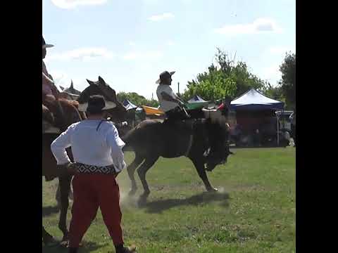 Monta en basto Le cambio el PASO en Nelson Santa Fe