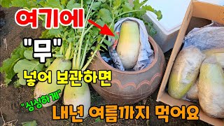 김장무 보관 이걸 해줘야 바로 수확한것같이 싱싱하게 오래 먹는 방법 3가지 #무보관방법 #무농사