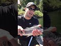 How To Ethically Kill A Fish