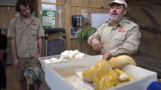 Goldenchild Crowd with Snake Eggs