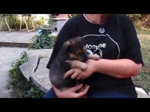 Chaton A Adopter Le Bon Coin Sosanimaux Chaton A Adopter Le Bon Coin Sosanimaux