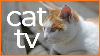 Cat TV: 10 Hours of Bird Watching, Squirrels & Relaxing Music for Cats | Entertainment & Relaxation