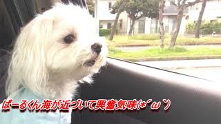 ふわふわマルチーズ犬ぱーるくん#7　海でお散歩◎テラスハウス風エンディング撮影(´艸｀*)