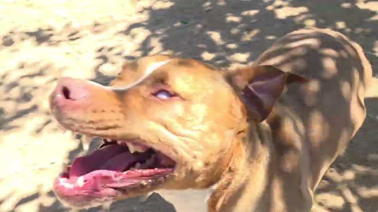Carmel, a Adoptable mixed breed in California City, CA video 4/4
