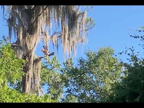 フード内での騒ぎ - レッドテール vs レッドショルダーホークス 2022