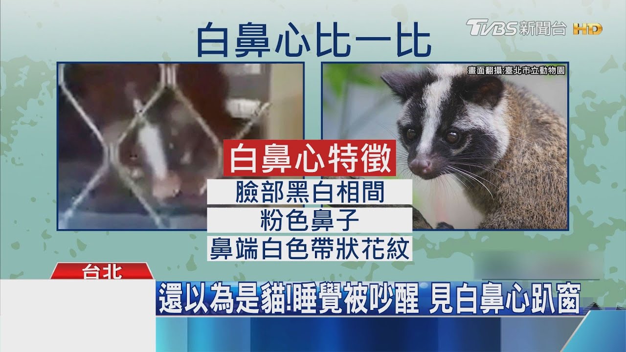 你怎麼上來的? 高樓窗外驚見「白鼻心」