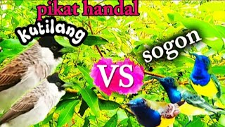 Download lagu SUARA PIKAT SOGON TERAMPUH !!!burung sogon pasti turun dengar mp3 ini mp3 Download lagu SUARA PIKAT SOGON TERAMPUH !!!burung sogon pasti turun dengar mp3 ini mp3